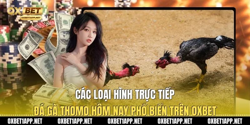 Các loại hình trực tiếp đá gà Thomo hôm nay phổ biến trên Oxbet
