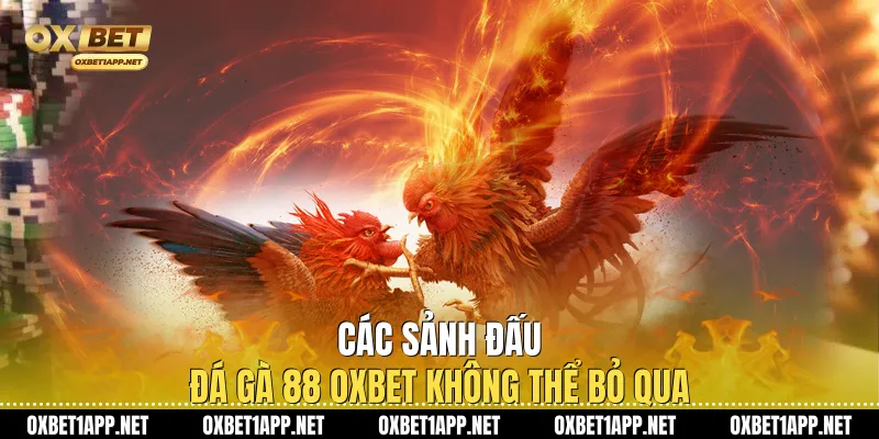 Các sảnh đấu Đá Gà 88 Oxbet không thể bỏ qua