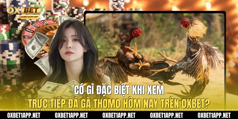 Có gì đặc biệt khi xem trực tiếp đá gà Thomo hôm nay trên Oxbet?