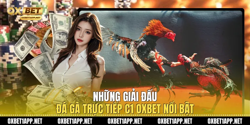 Những giải đấu đá gà trực tiếp C1 Oxbet nổi bật
