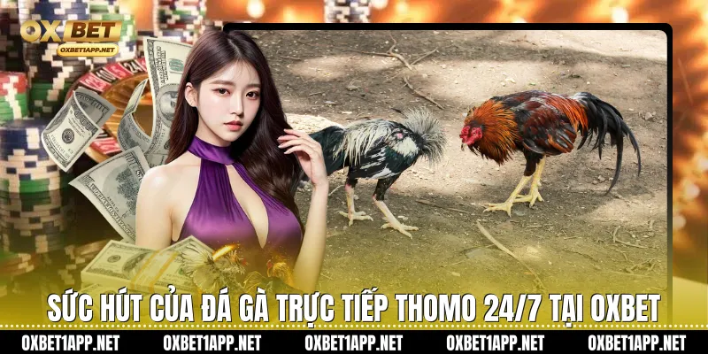 Sức hút của đá gà trực tiếp thomo 24/7 tại Oxbet