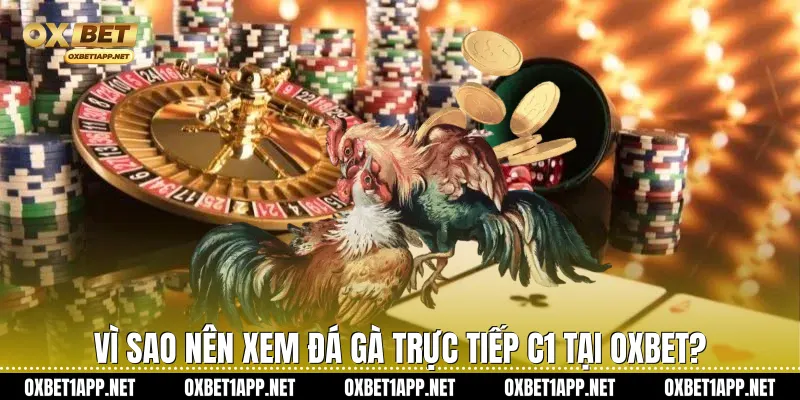 Vì sao nên xem đá gà trực tiếp C1 tại Oxbet?